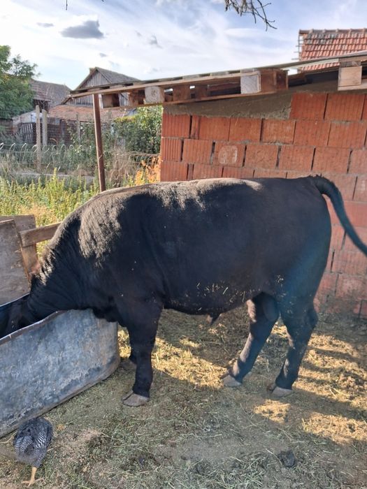 Țăran angus 11luni