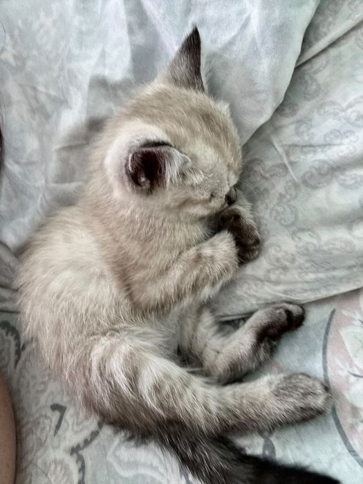 Отдам в добрые руки
