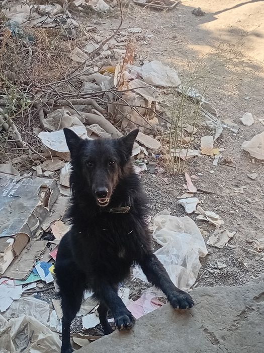 Афчарка российская с двое продаю чёрный жёлтый