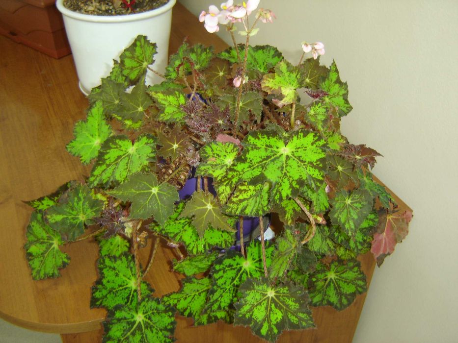 Sony Cyber-shot DSC-P73