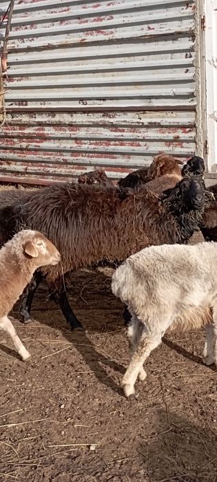 Кошқарлар сатылады қой қошқар