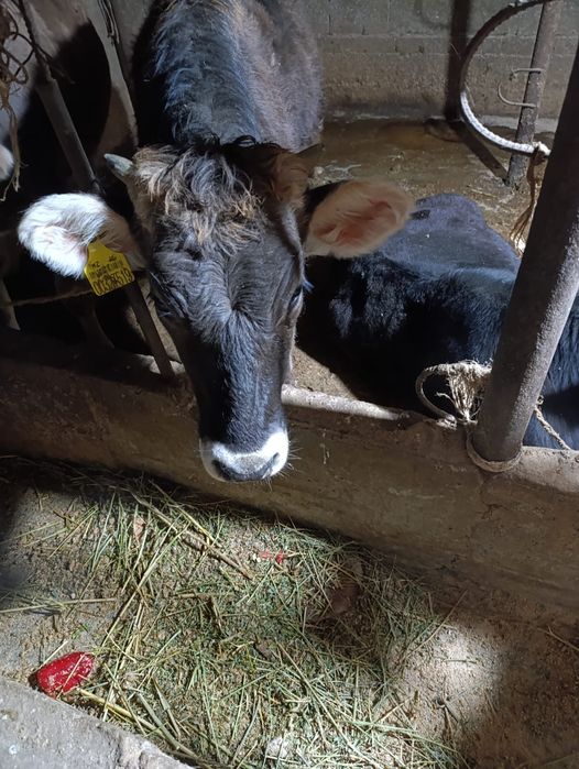 Продам тёлку Алатауской породы