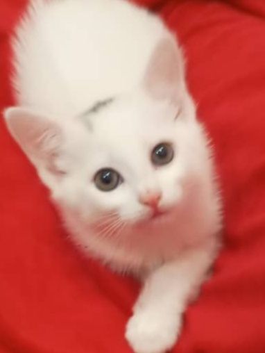 Мушукчалар срочно сотилади