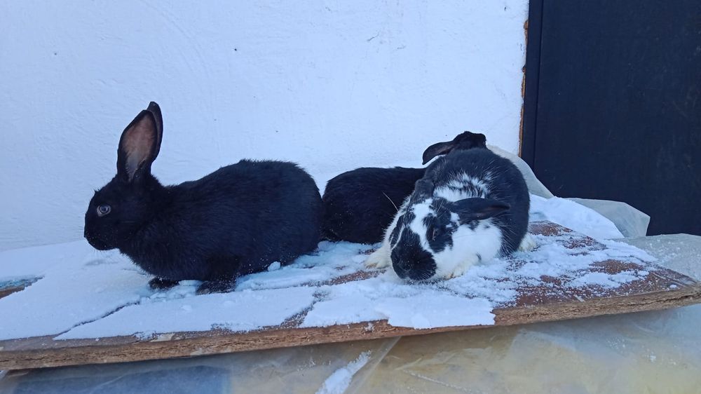 Продам 6-месячных кроликов