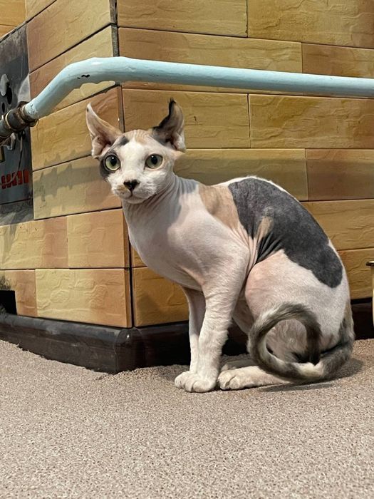 Продается девочка сфинкс породы эльф 7,5 месяца