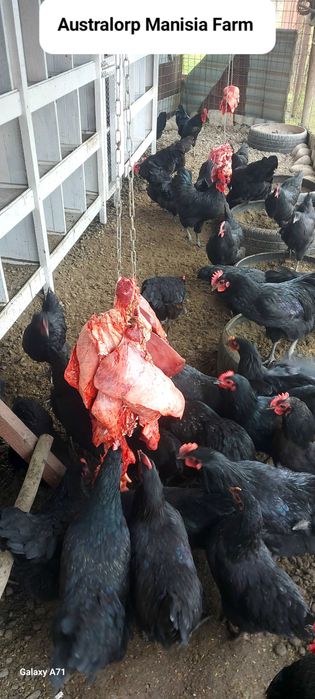 Oua Australorp negru