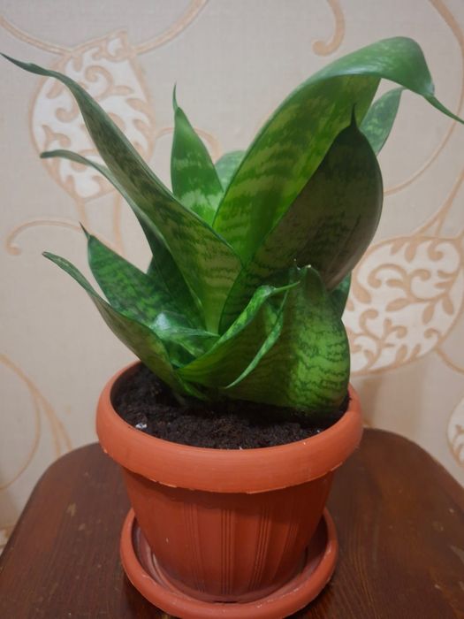 Сансивиерия (Sansevieria)