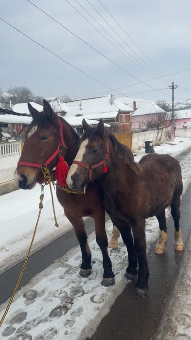 Manza de 8 luni de vanzare