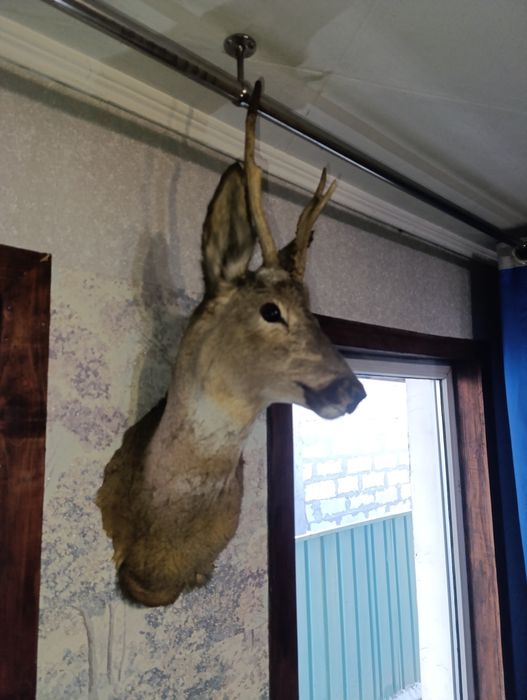 Продам макет животного