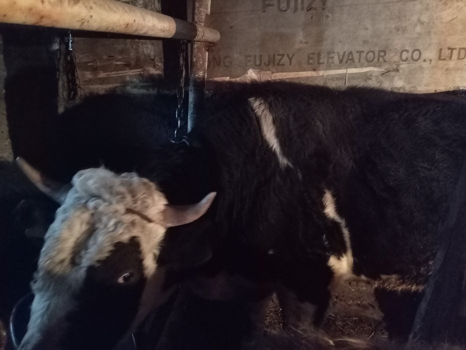 Продам племенного быка