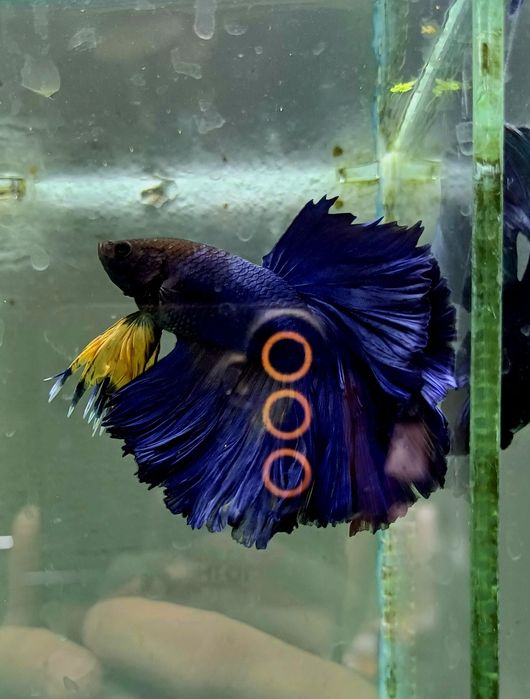 Аквариумные рыбки