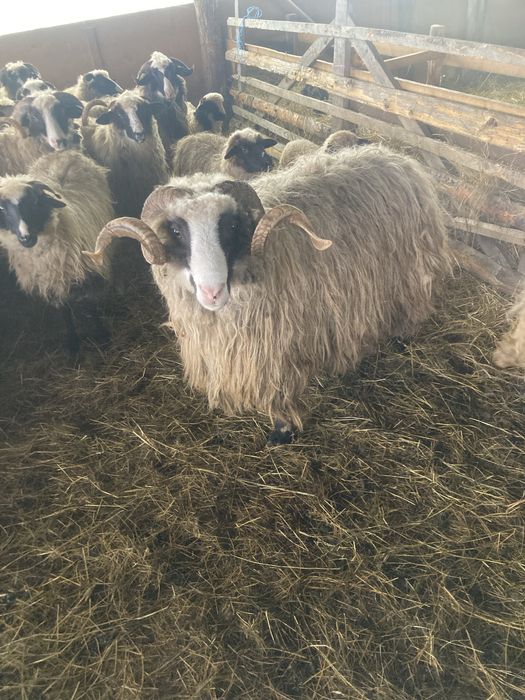 Vand berbeci sau schimb