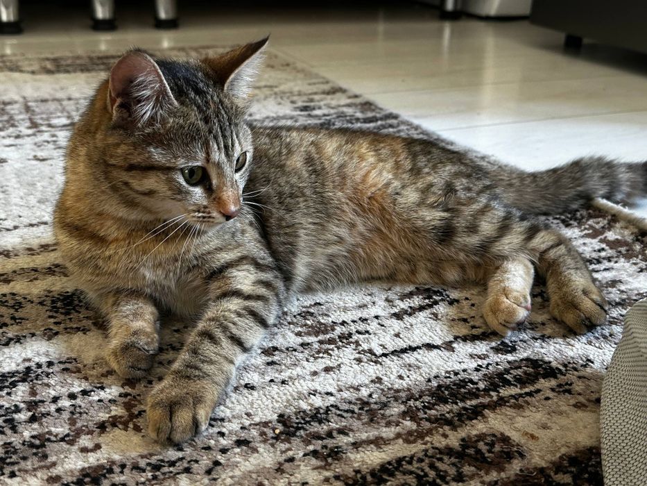 Кошка отдаем даром
