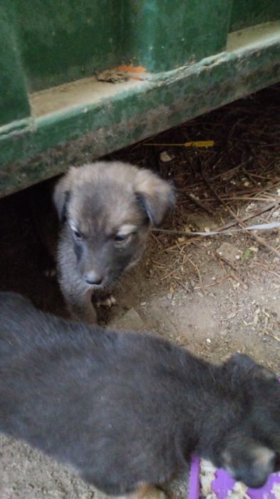 Отдам в добрые руки щенков.