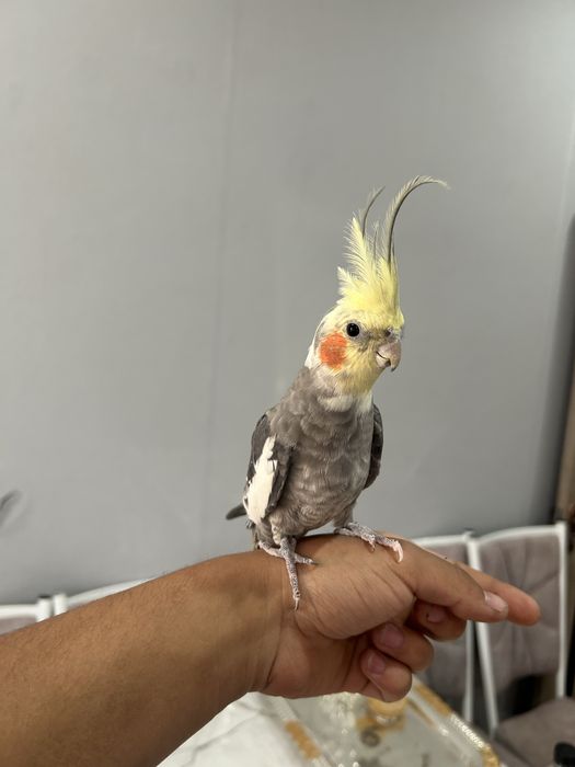 папугай карелла