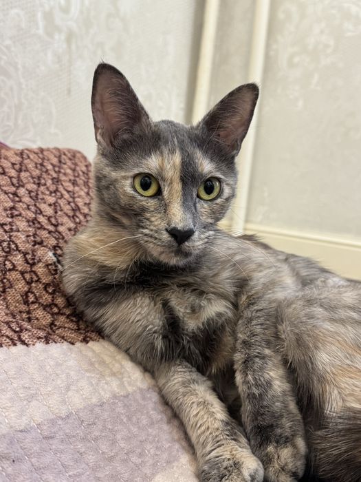 Отдам кошку (девочка) в добрые руки                                  )