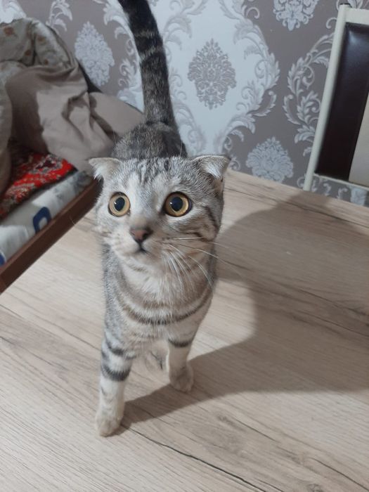 Вислоухая кошка девочка