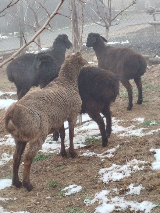 . Кошкар Бордакы