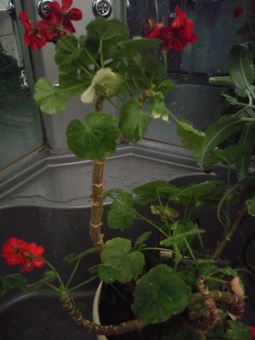 Комнатные цветы отростки