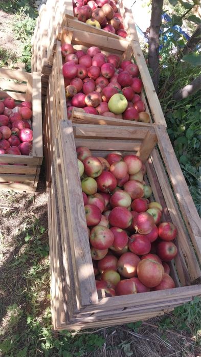 Продам яблоки первый и второй сорт