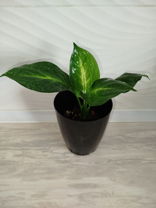 Defenbahiya Sang Chandra