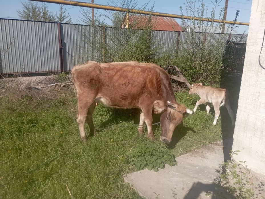Дойная корова с теленком