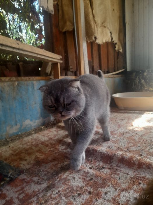 Scottish Fold (Shotlandiya visloux)