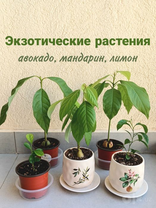 Экзотические растения в горшках: саженцы авокадо, лимон, мандарин