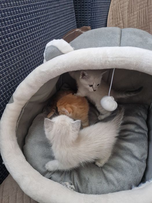 Шотланский вислоухий кот