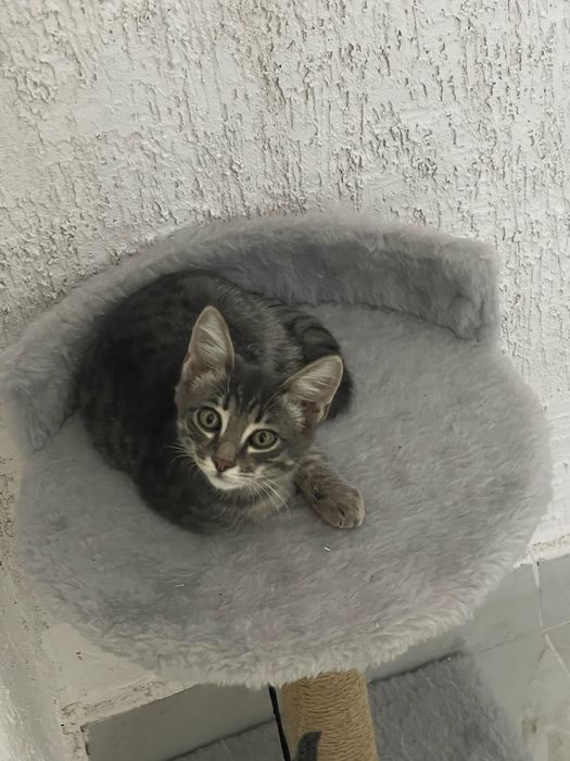 Отдам в добрые руки
