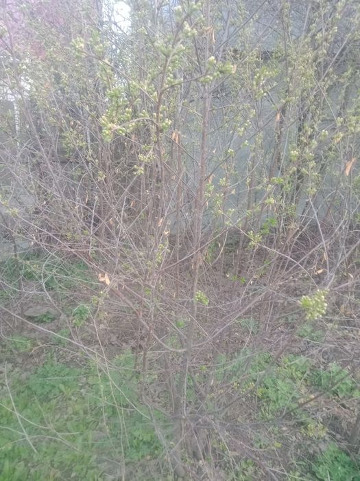 Продам саженцы вишни