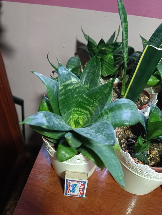 Sasiveriya hlorafitum spatifilum guli Комнатный растения