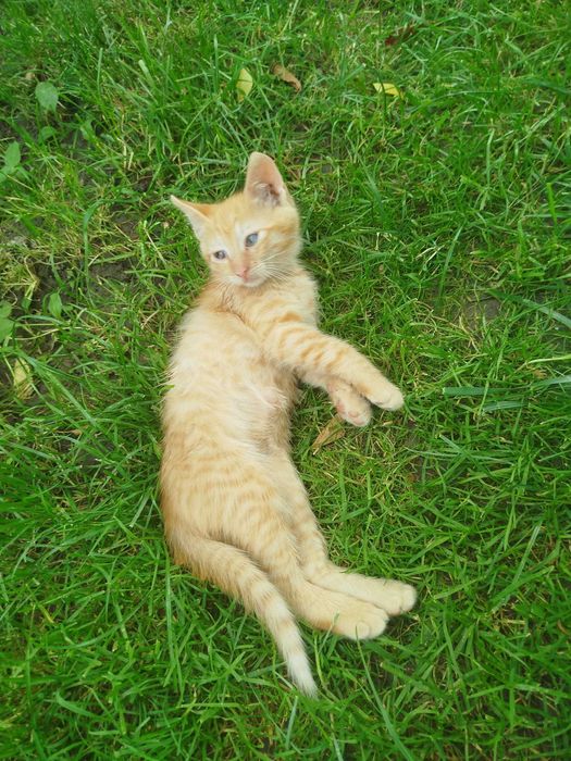 Pisici mici spre adoptie