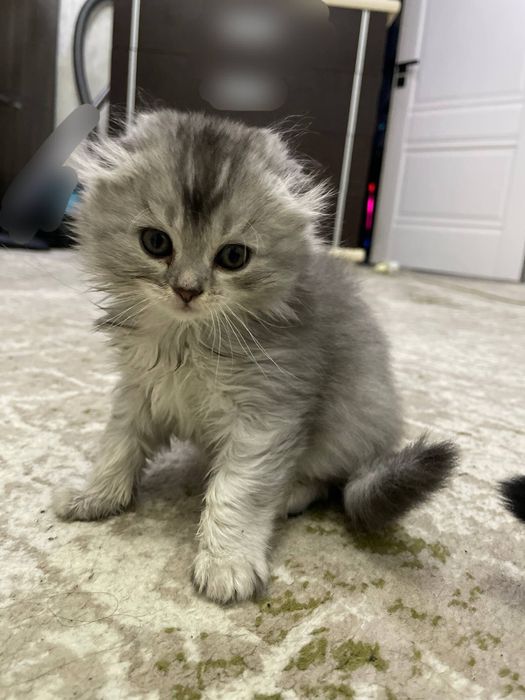 Mushuklar (кошки)