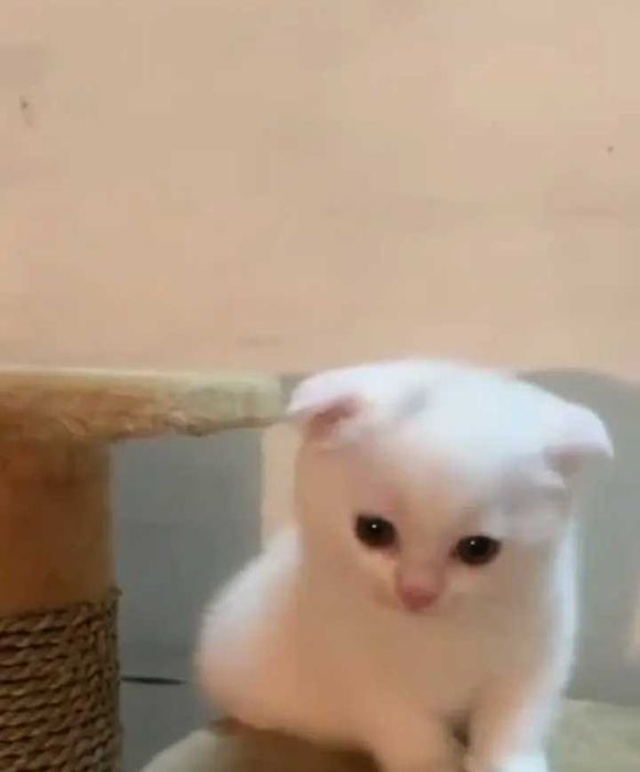 Котята британской породы