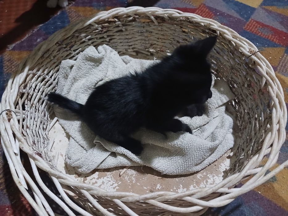 Котёнок (3месяца)