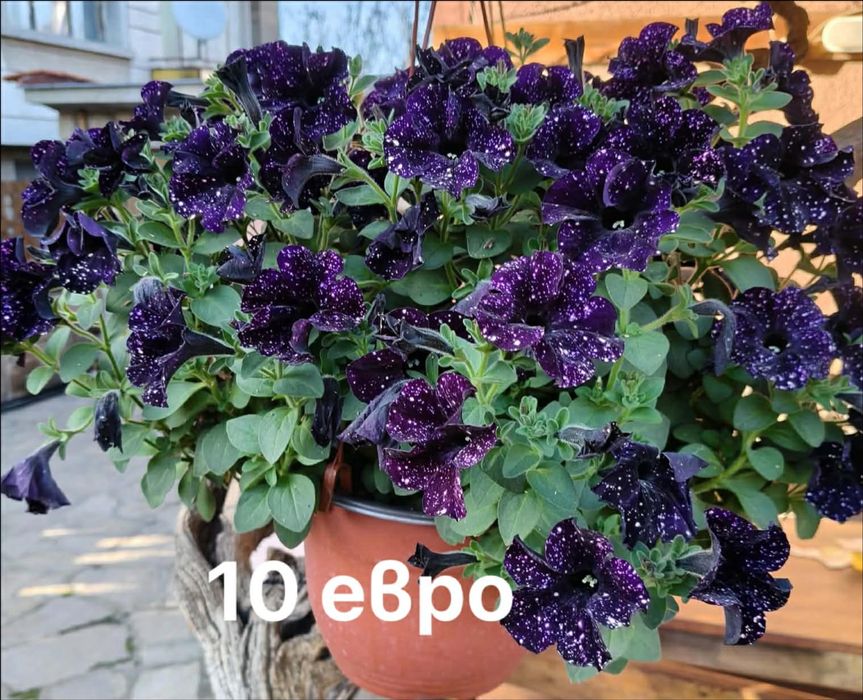 Каскадна петуния