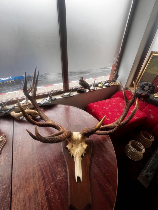 Coarne cerb (trofeu) germania