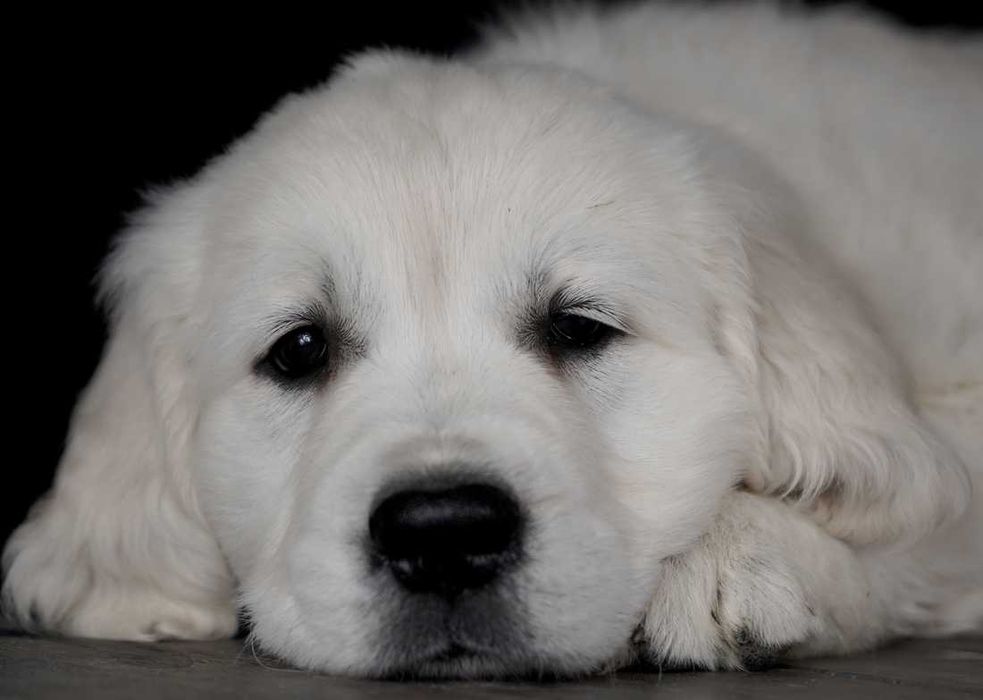 Golden Retriever de vanzare,un adevarat prieten/transport