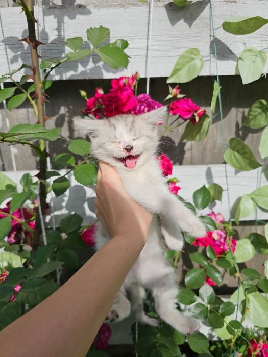 Отдам котёнка в хорошие руки