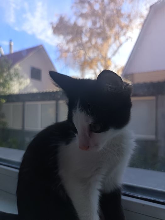 Котята красивенькие