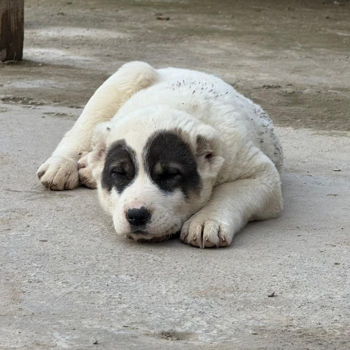 Алабай күшіктер сатылады САО