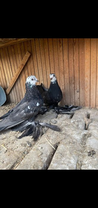 Продаются голуби разных пород