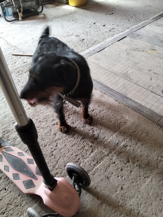 Ягдтеръер продам