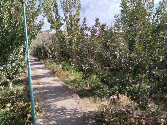 Avrum xudida uchastka