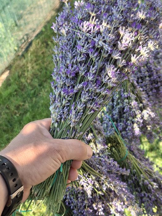 Lavanda proaspăt recoltata