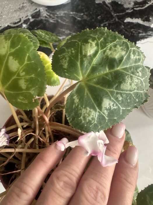 Комнатные цветы