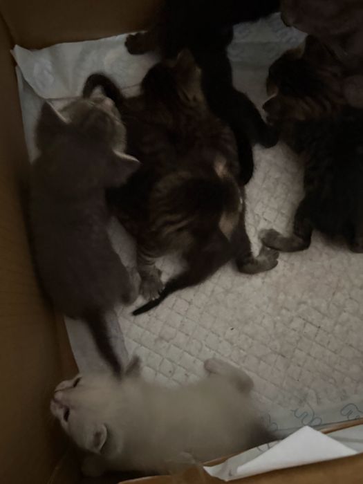 Котята отдам бесплатно