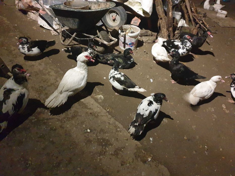 Vand rațe leșești mute+rățuște mici