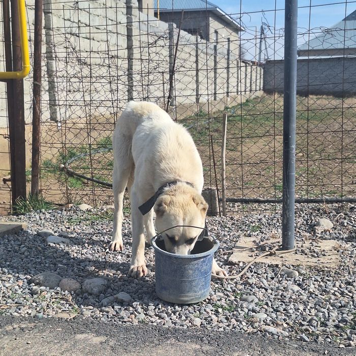 Собака ит щенок.